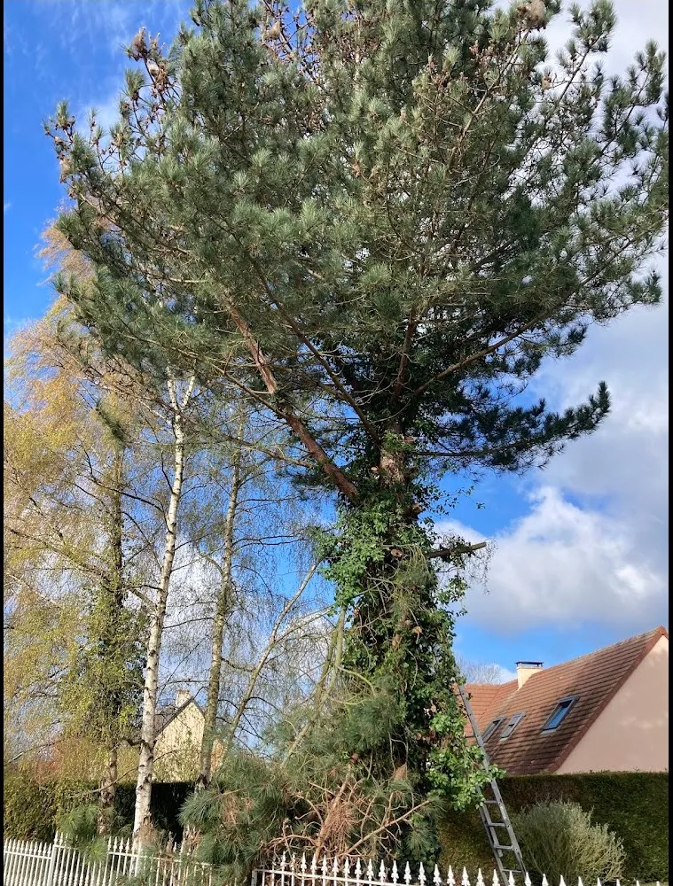 Dessouchage à Vannes